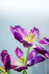 Fototapeta na wymiar Fading tulip flowers closeup on blurred background of room interior. 
