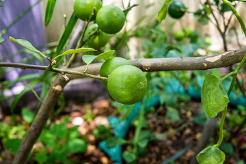 Fresh green lemon tree