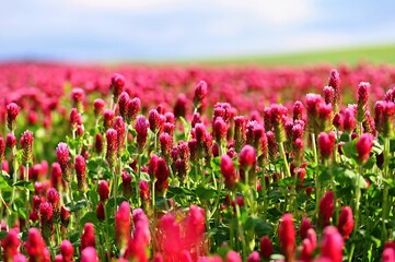 Beautiful blooming red clover in the field. Natural colorful background. Beautiful landscape in the Czech Republic - Europe.