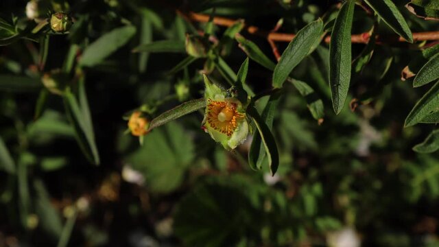 A time-lapse recording of a cistus plant shedding its petals at the end of the day.  The flowers on a cistus usually last no more than a day.