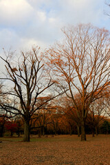 The scenery of Yoyogi Park at dusk with the trees that have fallen autumn colors
