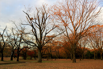 The scenery of Yoyogi Park at dusk with the trees that have fallen autumn colors