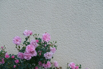 Garten mit Rosen vor einer Wand