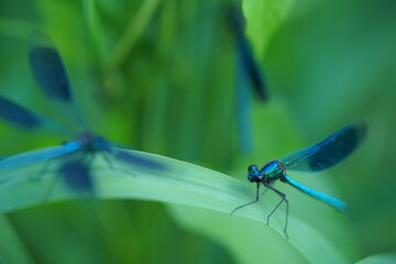Libellen namens Calopteryx splendens