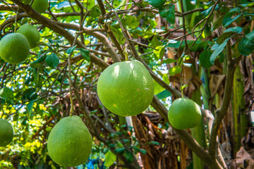 pomelo tree, tropical fruits