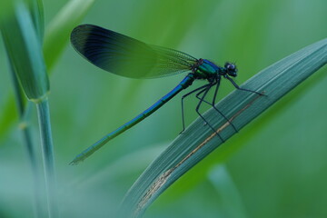 Calopteryx splendens Libellen