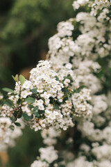 .Flowering bush