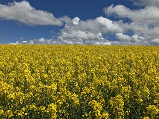 Obraz premium Canola Field