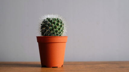 cactus with pot on white background.