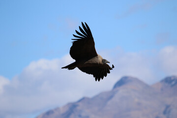 The Flight of the Condor View from Canyon De Colca