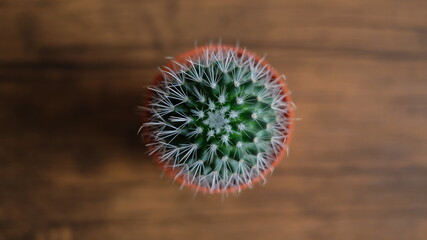 Selective focus close-up top-view shot on cactus. Cactus texture on wood background. 
