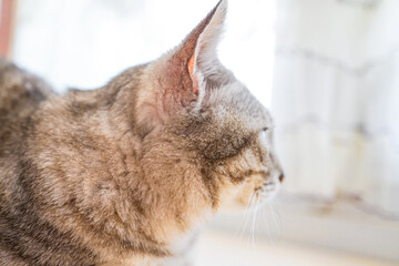 The side of a striped cat