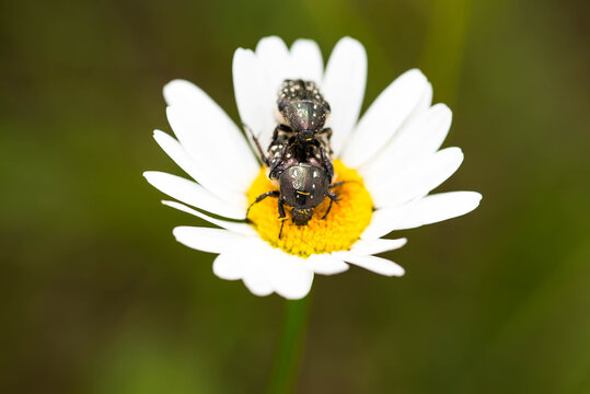 Mating Phytophagous bugs on daisy flower close up macro shot on a sunny summer day.