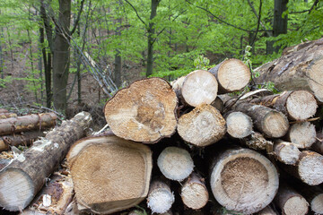 Tree logs stacked on top of each other in forest 2