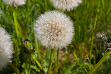 Dandelion blowball in the grass