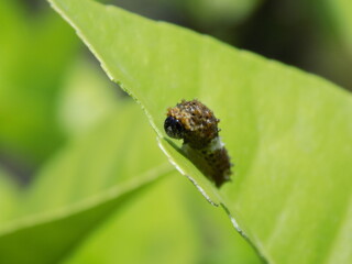 アゲハチョウの幼虫