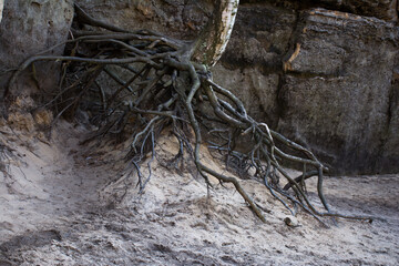 The Old birch wooden roots between the rocks, and sand. 