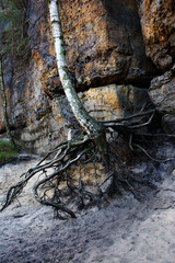The Old birch wooden roots between the rocks, and sand. 