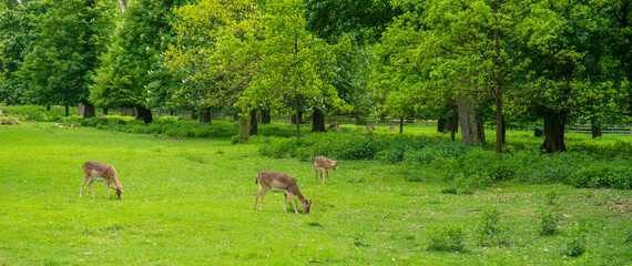 deers at Veltrusy Castle park