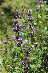 Salbei in Blüte - Bienenfutter