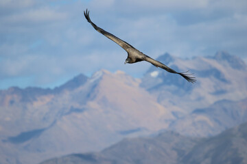 The Flight of the Condor View from Canyon De Colca
