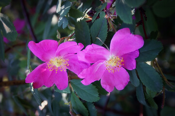 Rosehip flower close-up on the background of green foliage.