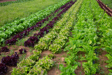 Fototapeta na wymiar Rows of lettuce and vegetables seedlings in garden