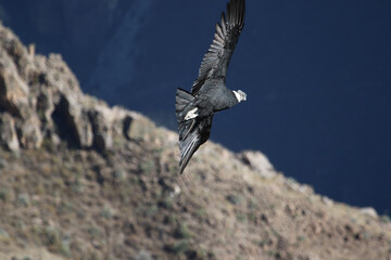The Flight of the Condor View from Canyon De Colca