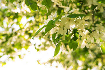 Apple blossom with sunlight, springtime. Copy space