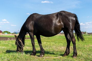 Obraz premium pregnant black horse in a meadow against a blue sky
