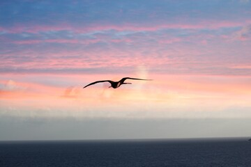 Gorgeous sunset skies with a bird flying in the horizon