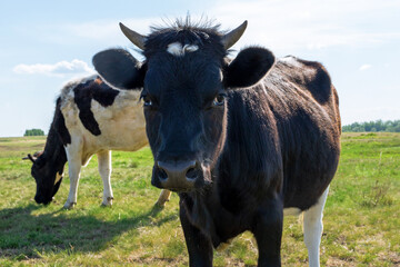 Cows graze on a green meadow. Rural landscape. Pasture in the village in summer and blue sky