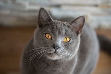 A potrait of Chartreux cat with beautiful golden eyes

