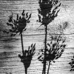 black and white picture with flowers, pronounced shadows on the surface