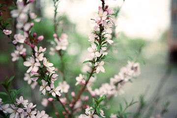 Fresh spring flowers on the branches. Blurred background.