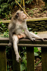 Balinese monkey in Ubud, Bali