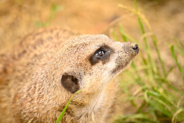 suricate