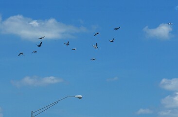 A flock of birds flying in the blue skies, with the top of a power post with light below