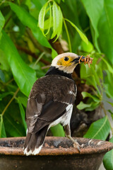 Black-collared Starling with mealworms in its beak looking into a distance