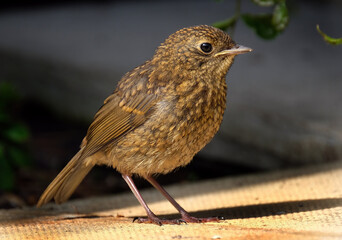 Baby Robin in urban house garden.