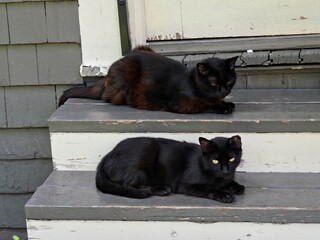 Two black cats sitting on two rungs of the backdoor wooden stairs of an old house