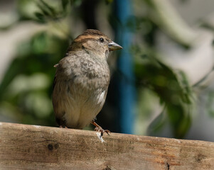 Sparrow in urban house garden searching for food