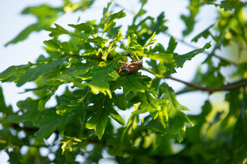 chafer beetle creeps on a green branch