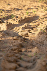 car track on a sandy road. Summer shines to the sun