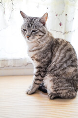 The cat dozing on the table