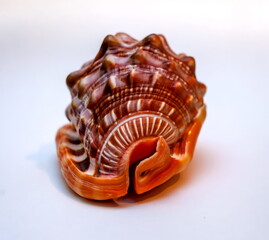 Sea shell close-up on white background