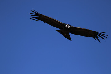 Fototapeta na wymiar The Flight of the Condor View from Canyon De Colca