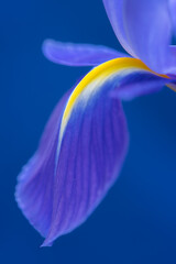 Blue Iris flower detail macro