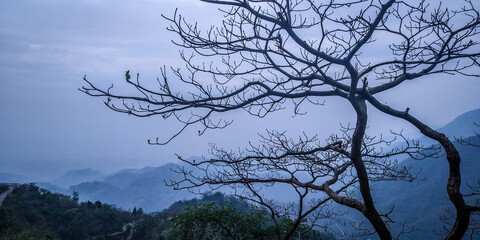 silhouette of tree