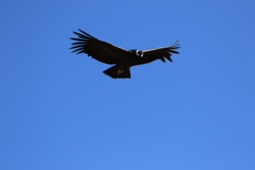 The Flight of the Condor View from Canyon De Colca